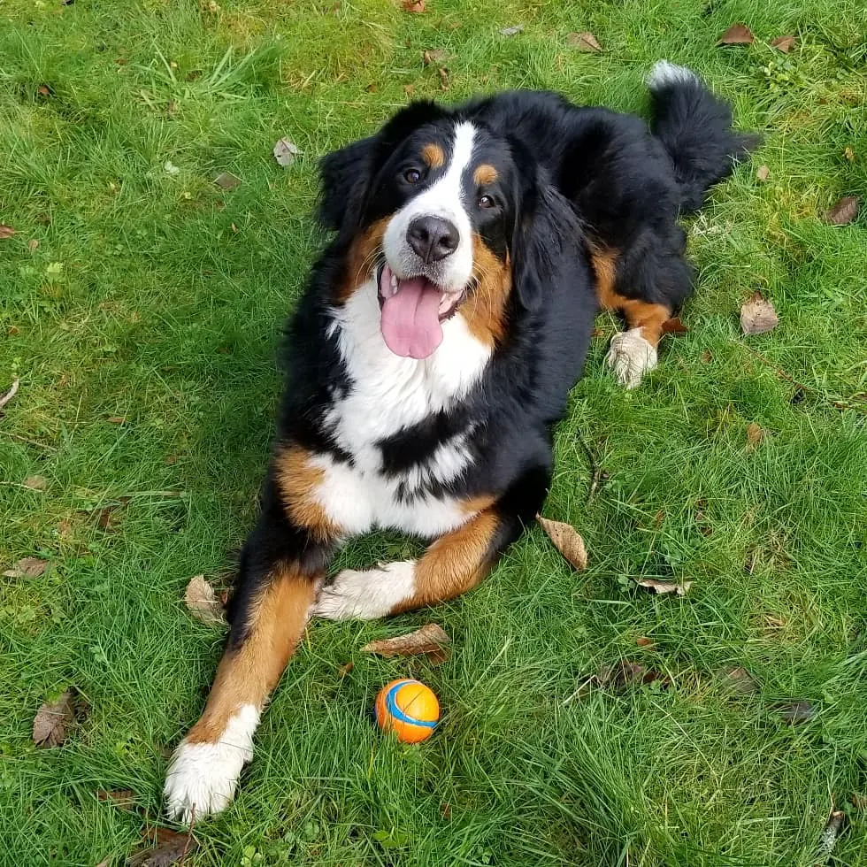 A happy Bernese Mountain Dog relaxing on the grass at the Call of Kalliope