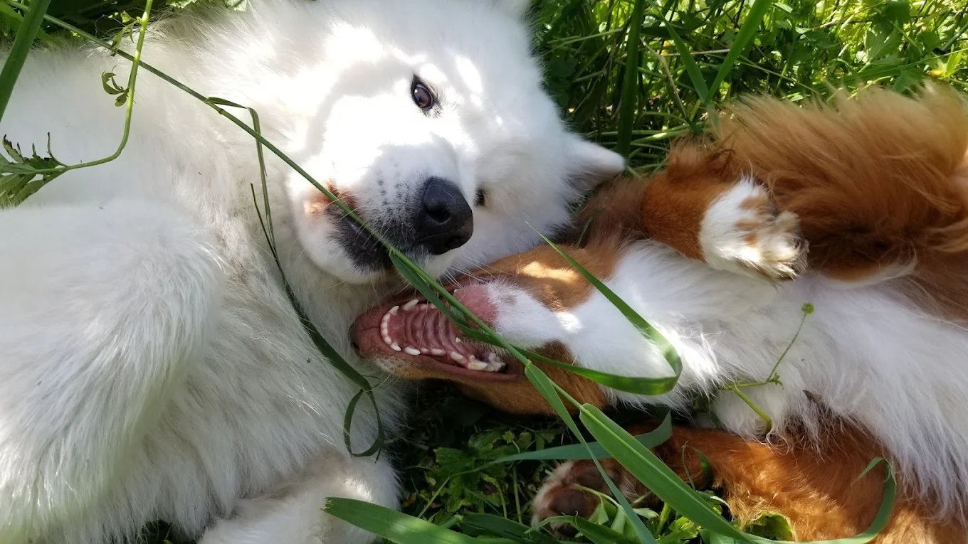 Two dogs playing together in the grass