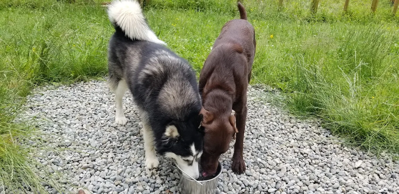 Two dogs sharing a fresh water bowl outdoors