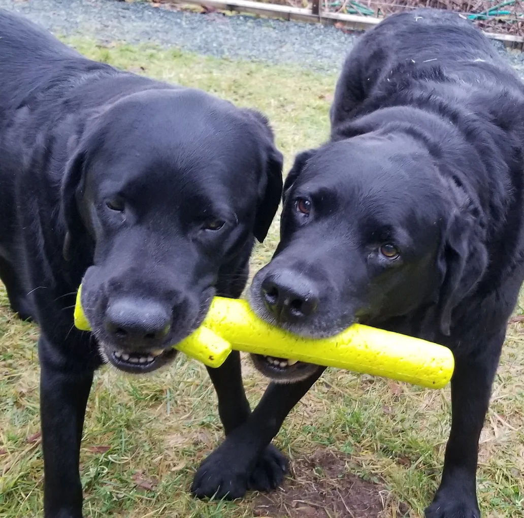 Two black Labradors playing with a toy together