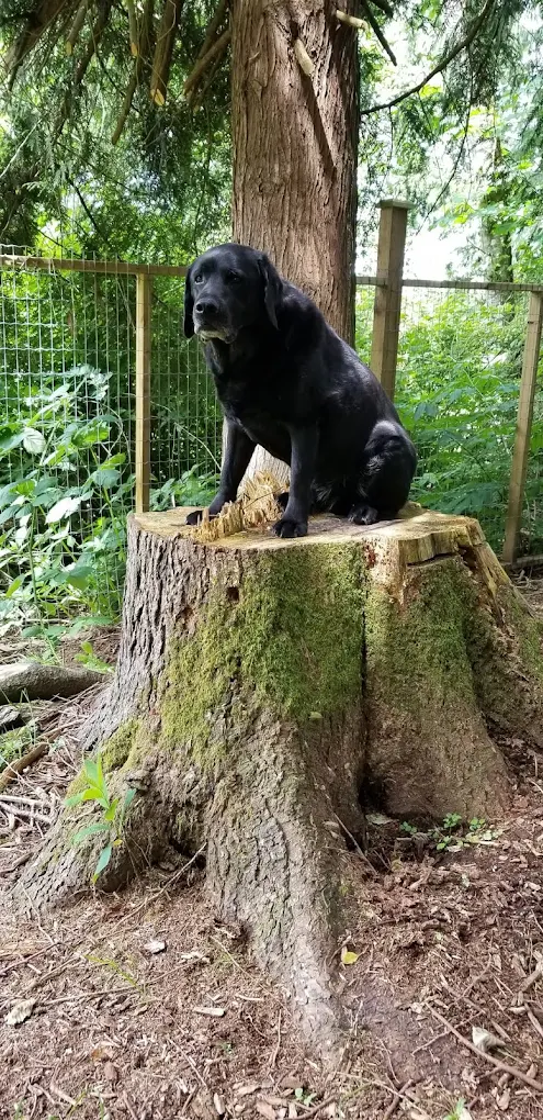 A calm black Labrador resting on a mossy stump under tall cedars at the Call of Kalliope