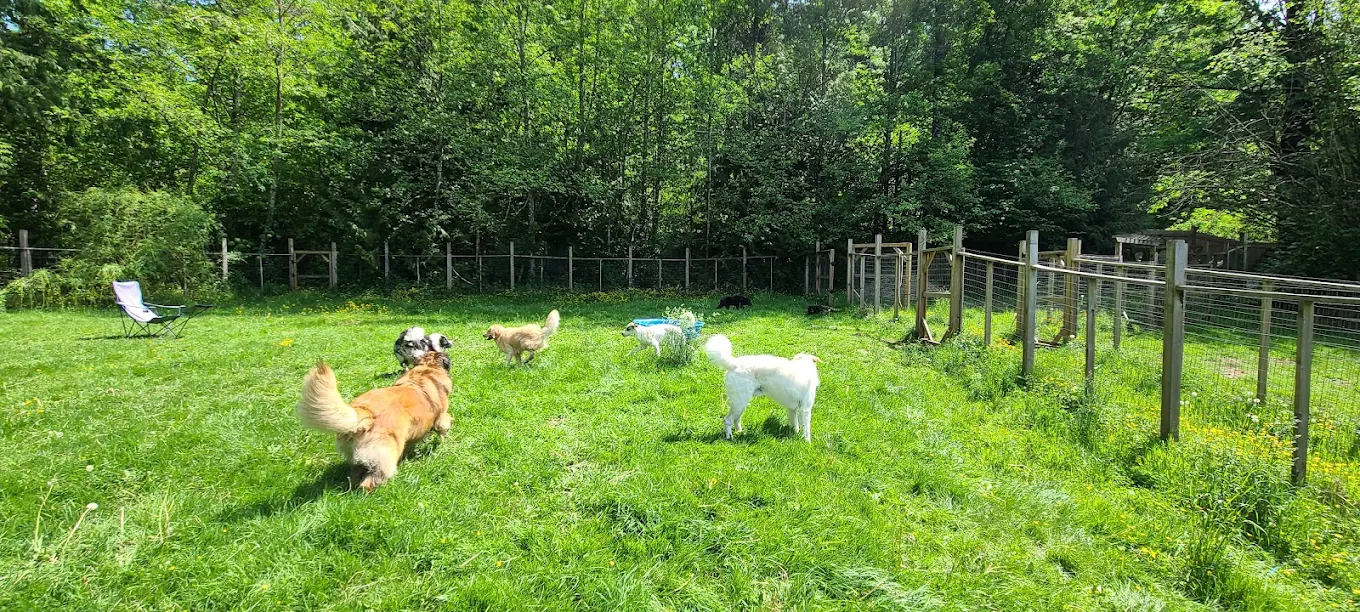 Dogs playing freely in the fenced yard at the Call of Kalliope